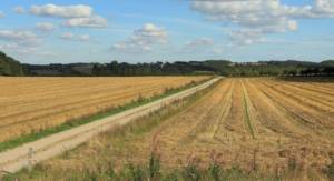 Harvested barley fields