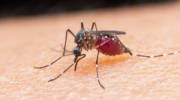 Israeli malaria detection