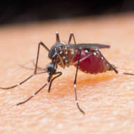 Israeli malaria detection