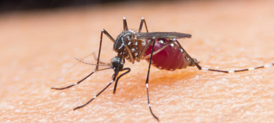 Israeli malaria detection