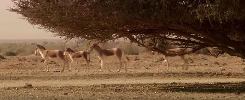 wildlife nature reserve in the arava desert
