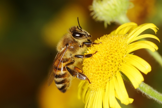 Bee flower