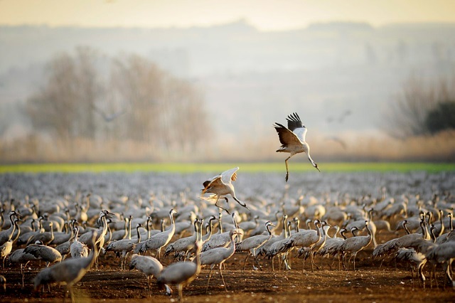 Birds Israel