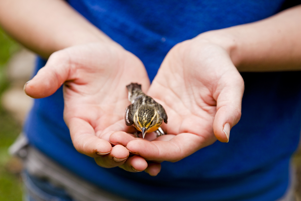 Israel bird blood bank