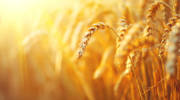 Israel wheat genome