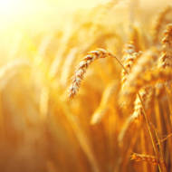 Israel wheat genome