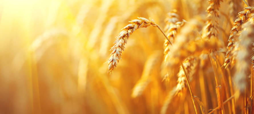 Israel wheat genome