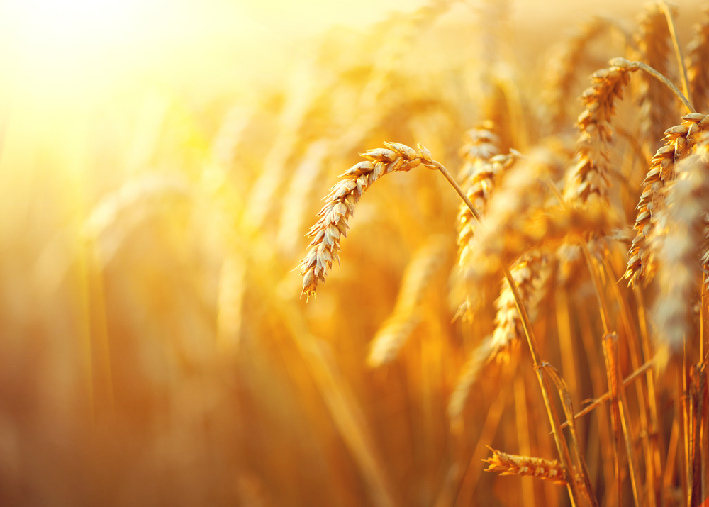 Israel wheat genome