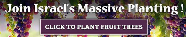 Plant Fruit Trees in Israel