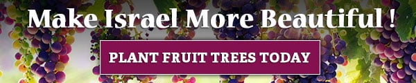Plant Fruit Trees in Israel