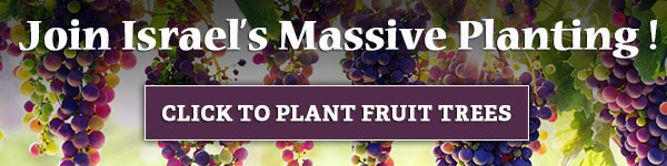 Plant Fruit Trees in Israel