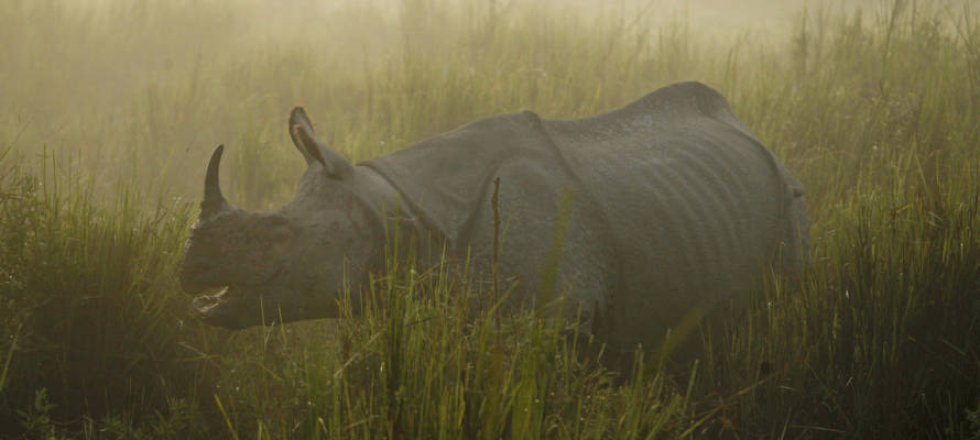 India Rhino Poaching