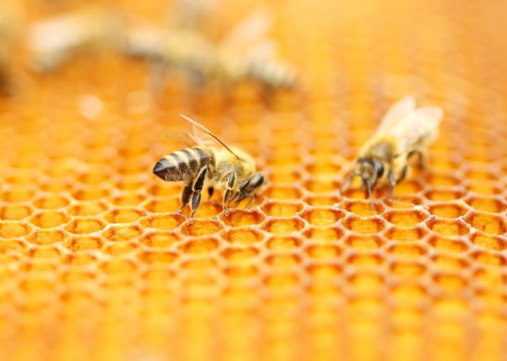 Israeli Researchers Link Honeybee Decline to Imbalanced Diets | United ...