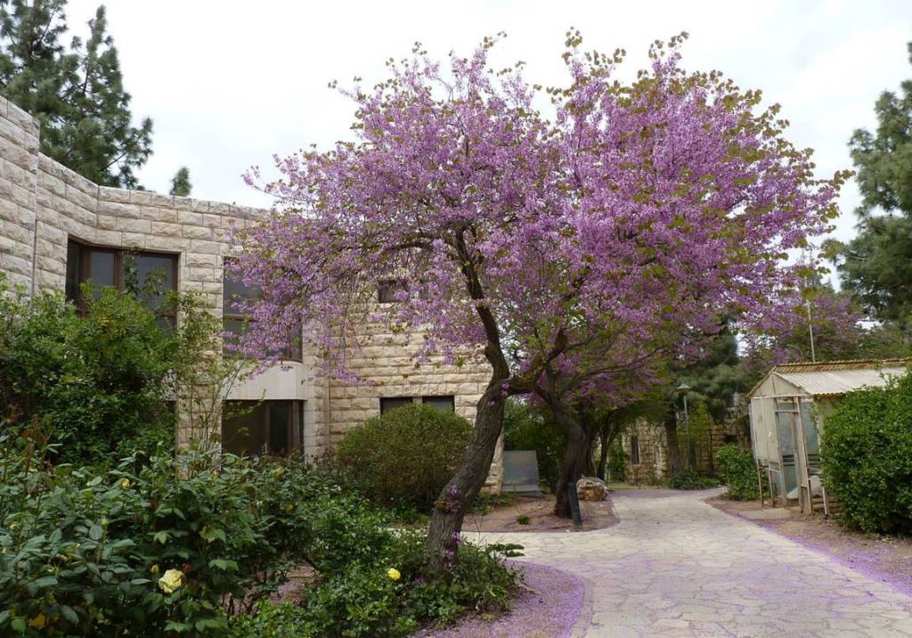 alon-shvut-in-spring