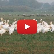 pelicans-in-the-hula-valley