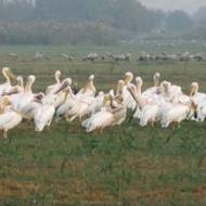 pelicans-in-the-hula-valley
