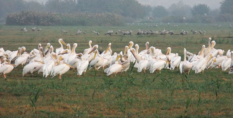 pelicans-in-the-hula-valley