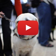 Israeli guide dog