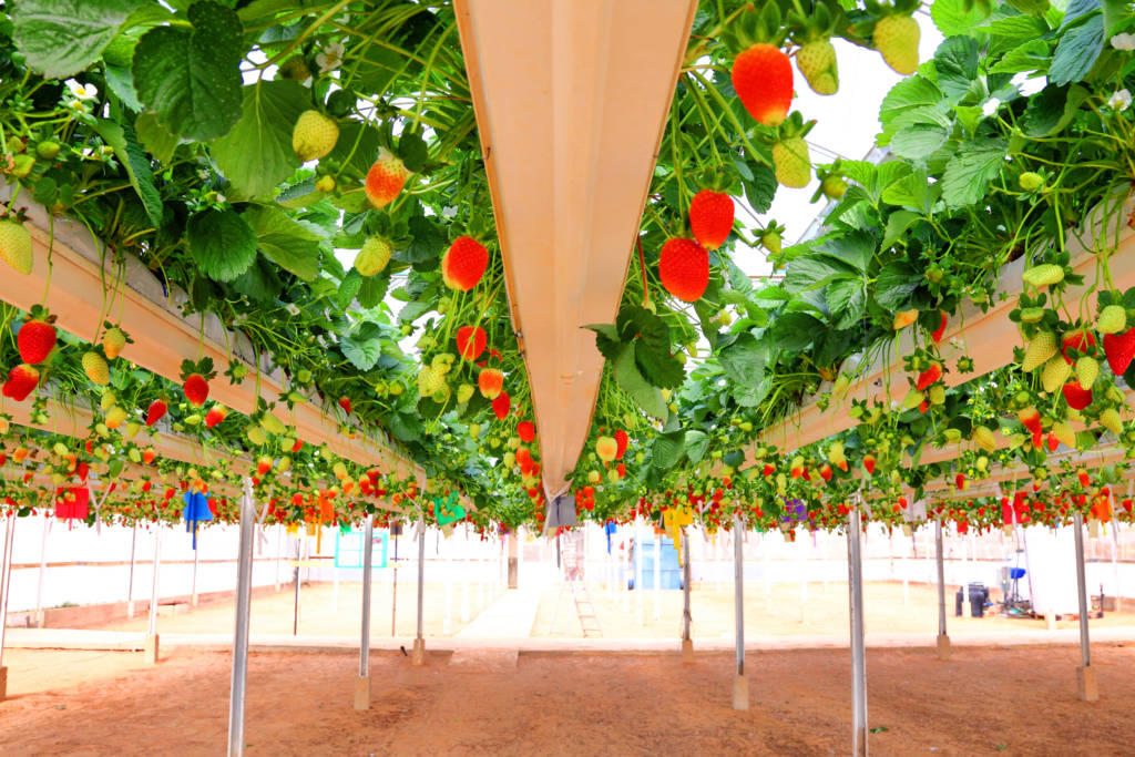 Strawberry hydroponics