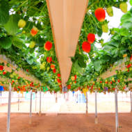 Strawberry hydroponics