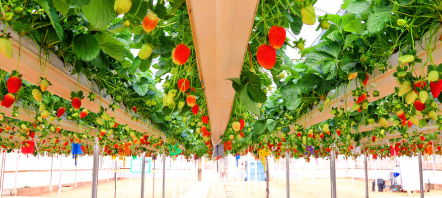 Strawberry hydroponics