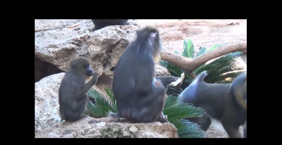 mother and baby mandrill