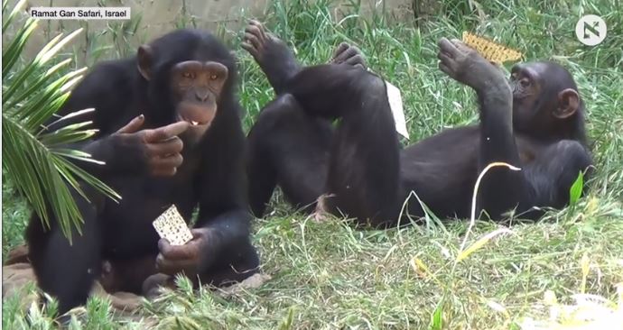 Monkeys eating matzoh
