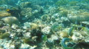 Eilat coral reef