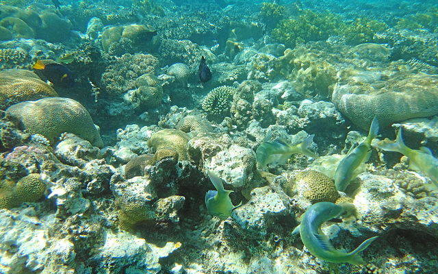 Eilat coral reef