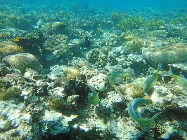 Eilat coral reef