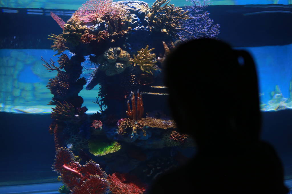 The Gottesman Family Israel Aquarium, Jerusalem (David Michael Cohen/TPS)