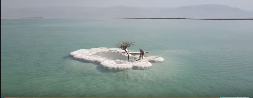 The only living tree in the Dead Sea