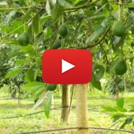 Avocado trees