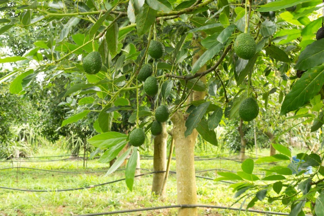 Avocado trees