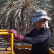 Lulav Harvesting