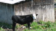 Cow in front of shed