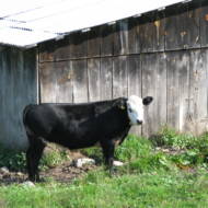 Cow in front of shed