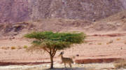 Goat in Timna Park, Negev desert