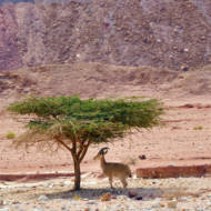 Goat in Timna Park, Negev desert