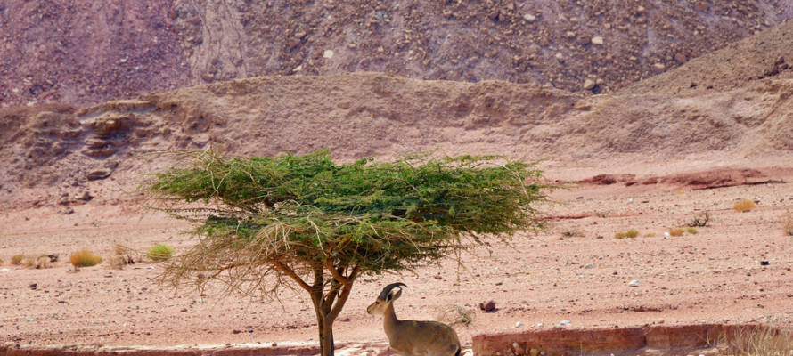 Goat in Timna Park, Negev desert