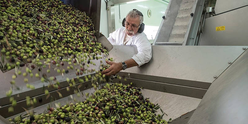 Harvesting olives