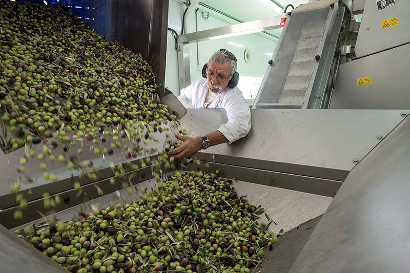 Harvesting olives