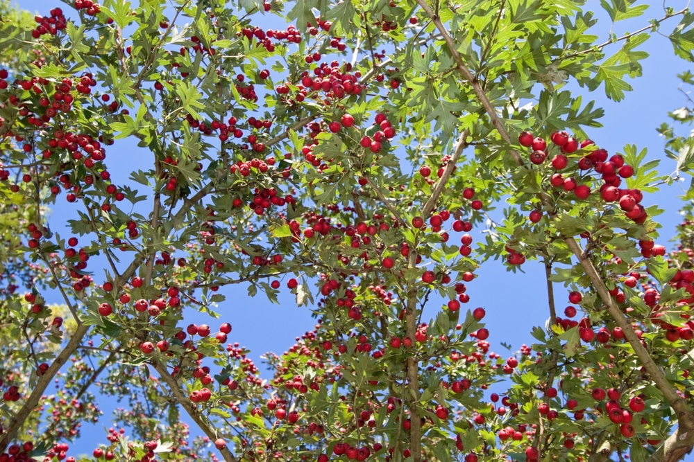 fruit tree