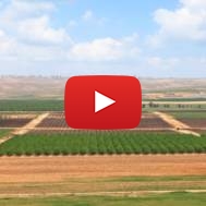 Spring agriculture valley view - green fields,arable land and fruit plantations in the Negev desert, Israel