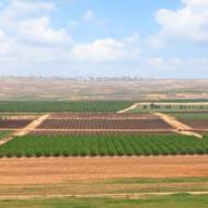 Spring agriculture valley view - green fields,arable land and fruit plantations in the Negev desert, Israel