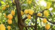 Lemon tree