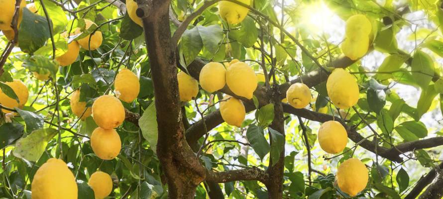 Lemon tree