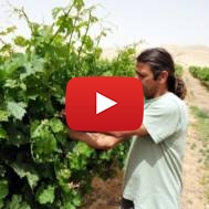 An Israeli farmer tends to his vineyard in the Negev Desert
