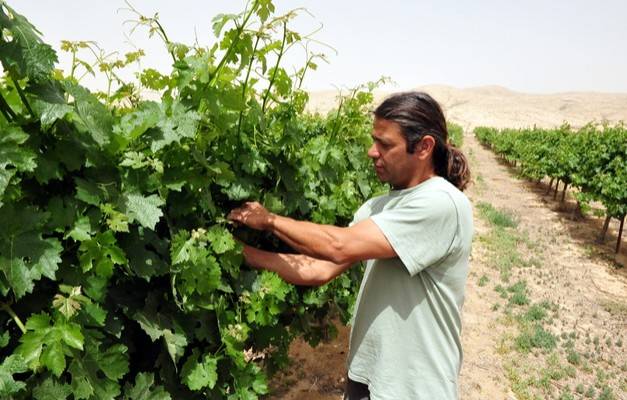 An Israeli farmer tends to his vineyard in the Negev Desert