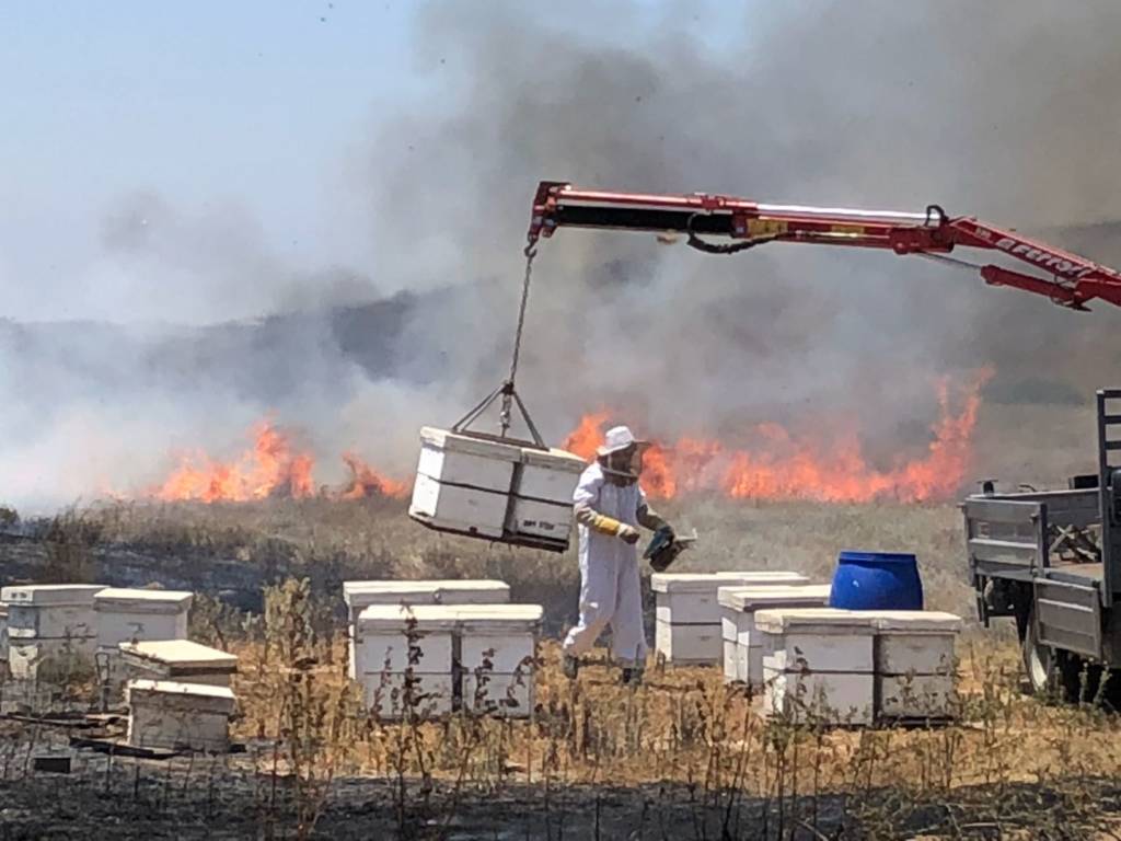 Burning bee hives Gaza belt